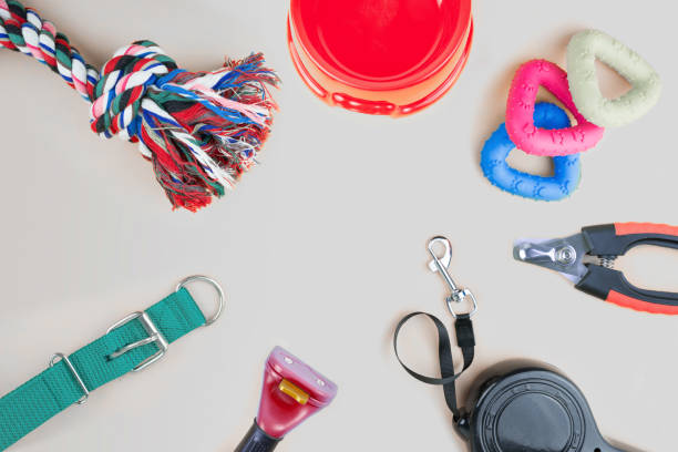 istock Pet supplies with copy space on grey background 1170816629