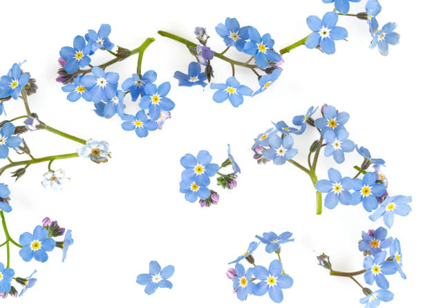 forget-me-not flower isolated on white forget-me-not flower isolated on white forget me not isolated stock pictures, royalty-free photos & images