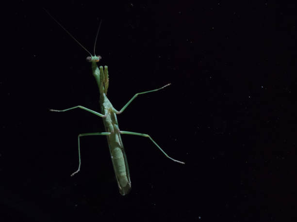 betende mantis im weltraum - praying mantis green insect multi legged stock-fotos und bilder