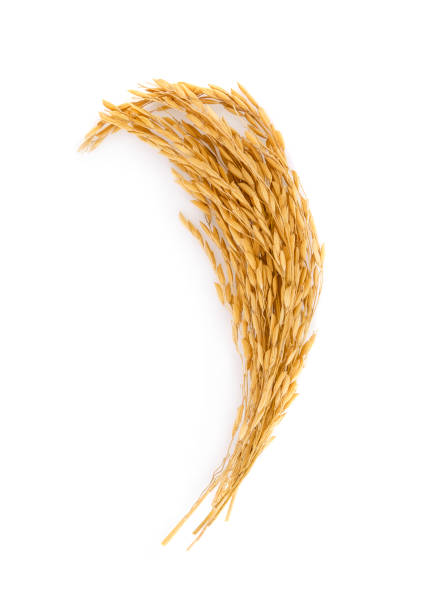 Golden rice isolated on white background,top view