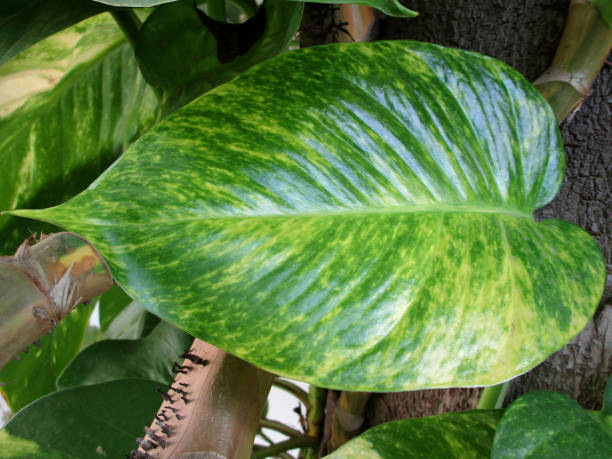 imagen de pothos dorado o hiedra del diablo (epipremnum aureum) en maceta en maceta como una planta de la casa en una mesa de madera, también conocida como enredadera de ceylon, túnica de cazador, hiedra arum, planta de dinero, vid de plata, hiedra de la - ivy wall green vine fotografías e imágenes de stock