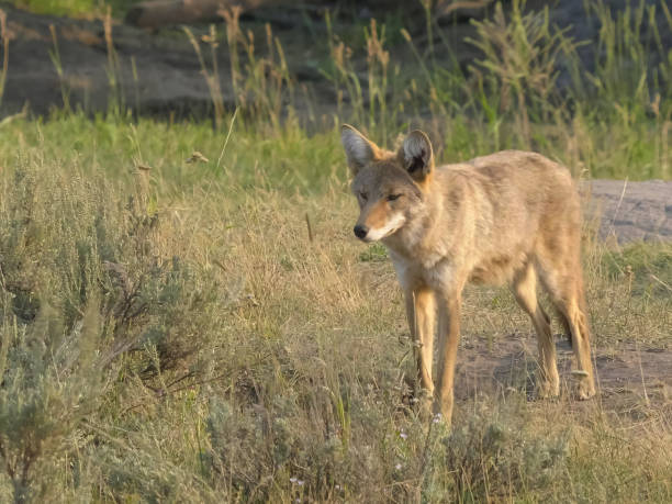 istock shot of a coyote in yellowstone np 1170821663