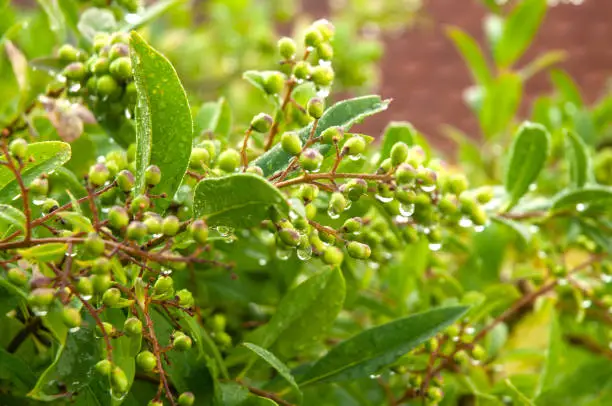 privet hedge with unripe green berries with water drops on rainy day