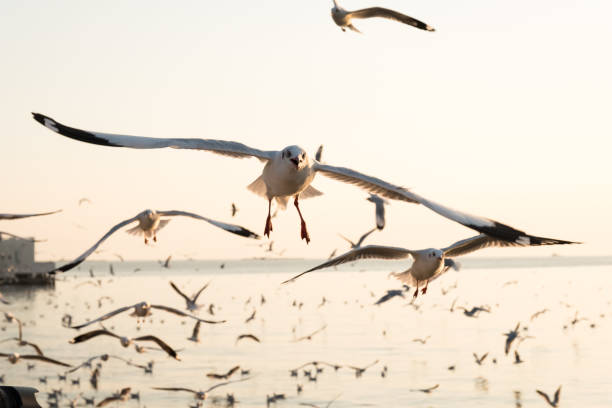 istock seagull flying in the sky 1170823668
