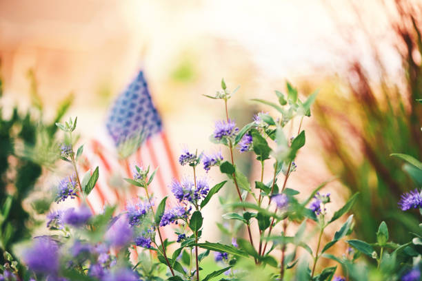 istock American flag background. Purple flowering plants with flag 1170823841