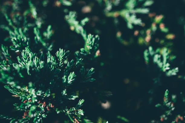 istock Christmas background. Green fir tree. 1170824660