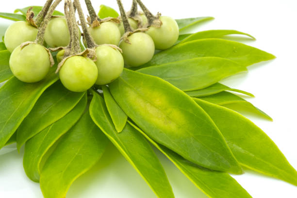 istock Schefflera leucantha leaves and Solanum indicum on white background 1170824754