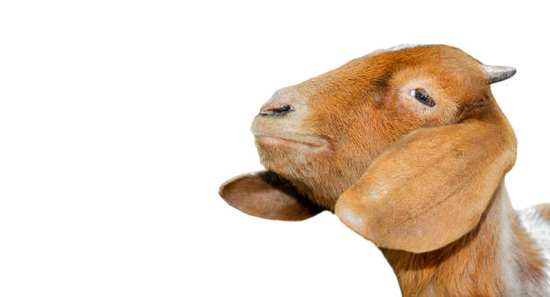 istock Goat portrait close up. 1170824940