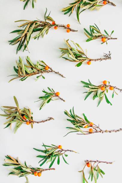istock Pattern from fresh sea buckthorn branches isolated on white background. 1170826690