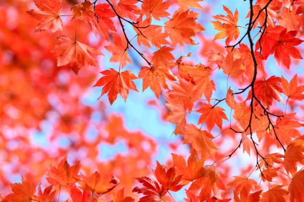istock Autumn leaves in forest of Nikko 1170826878