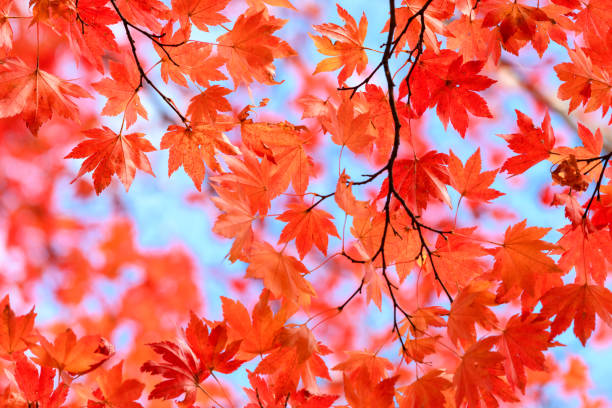 istock Autumn leaves in forest of Nikko 1170826884