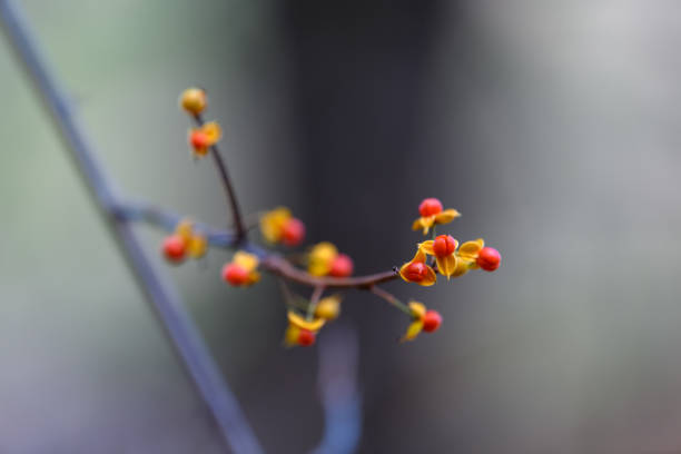 istock Fruit of Celastrus orbiculatus in autumn 1170826907