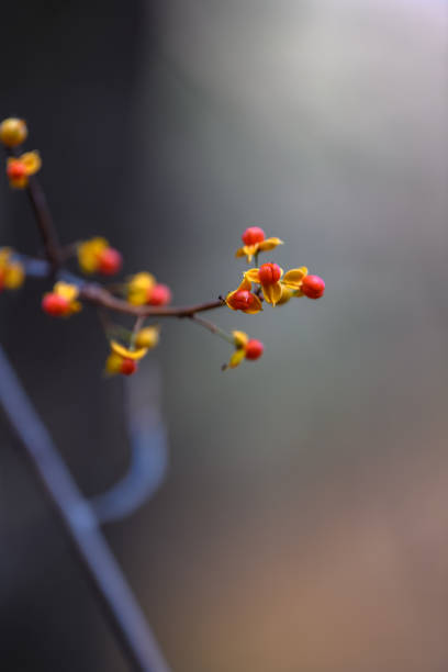 Fruit of Celastrus orbiculatus in autumn