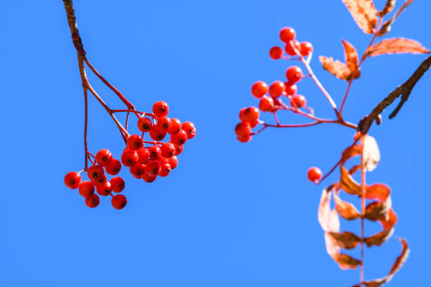 Mountain ash in the Alps.