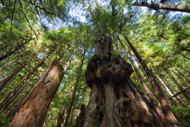 Canada's Gnarliest Tree, Port Renfrew, Vancouver Island, BC, Canada Trees in Avatar Grove, Port Renfrew, Vancouver Island, BC, Canada, long exposure. port renfrew stock pictures, royalty-free photos & images