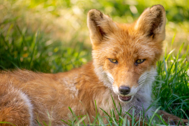 istock Cute red fox resting in the grass 1170832450