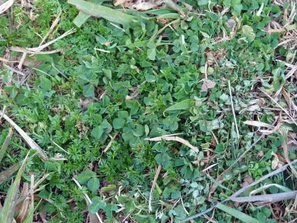 Bindi weeds growing in the grass