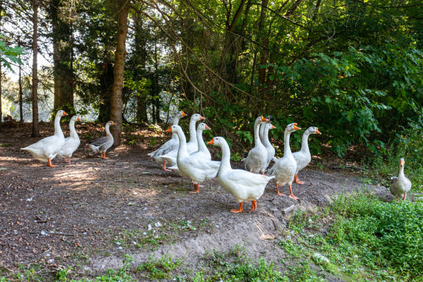 istock Herd of white geese walking along a dirt road surrounded by trees 1170834292