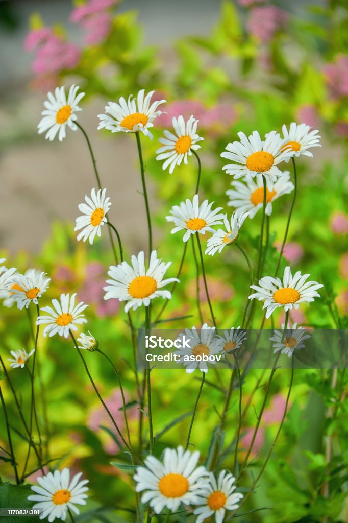 White Chamomile Flowers Field Background In The Sun Light Summer Daisies  Beautiful Nature Scene With Blooming Daisy Background Stock Photo -  Download Image Now - iStock