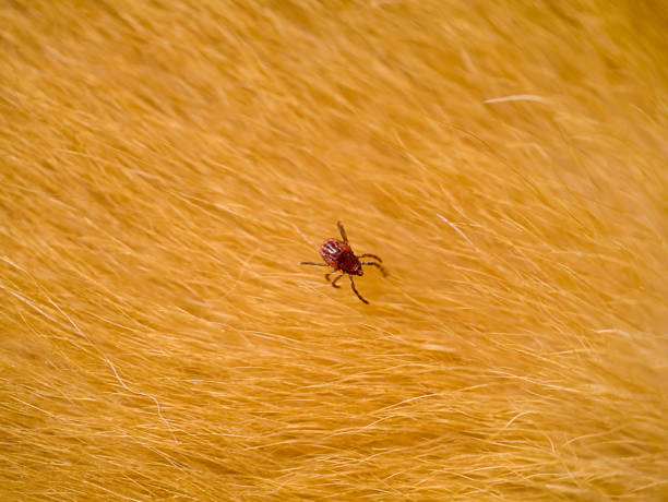 Close up of brown dog tick on the fur. stock photo