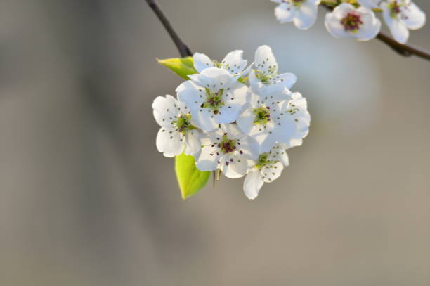 istock Pear flower in full bloom in spring 1170835431