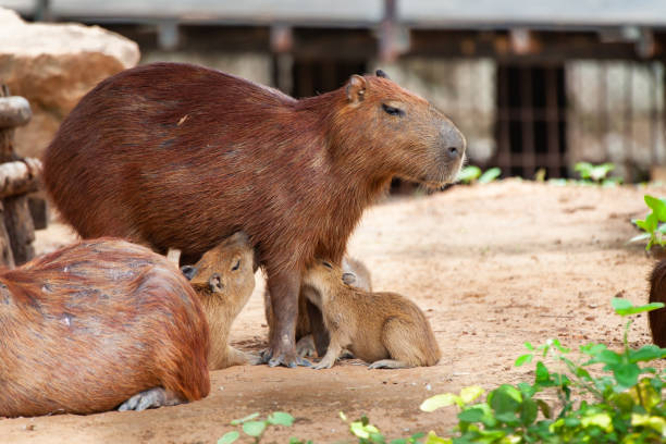 istock Capybara, Hydrochoerus hydrochaeris, the largest toothed rodent. 1170836017