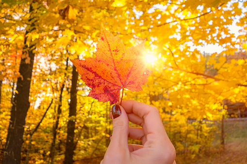 woman holding a maple tree leaf in autumn