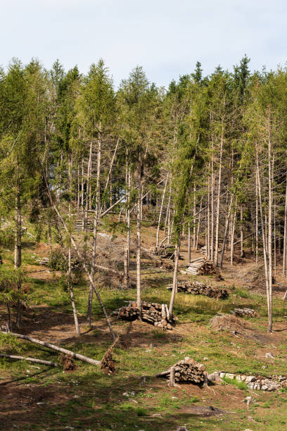 istock Forestry and logging in a pine forest - Italian Alps 1170839909