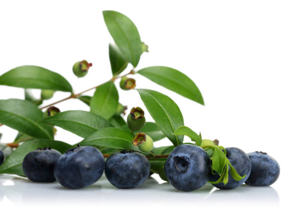 istock Fresh blueberries with leaves isolated on white 1170840206