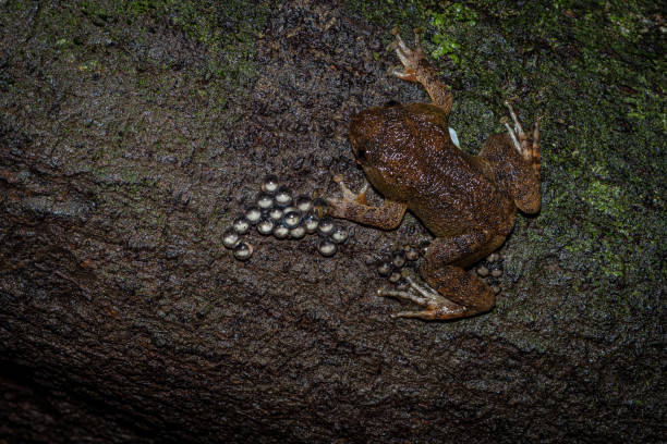 istock The Macro World of Frog! 1170841770