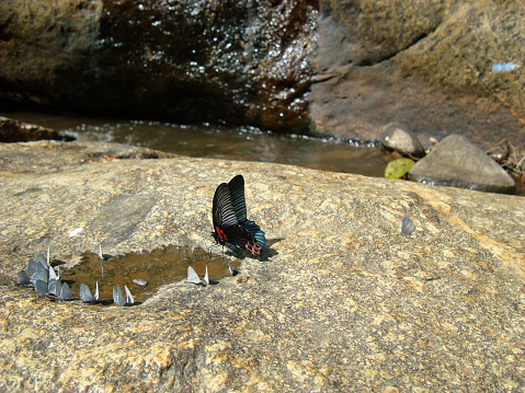 a large beautiful butterfly drinks water along with many smaller butterflies that surrounded a puddle of water