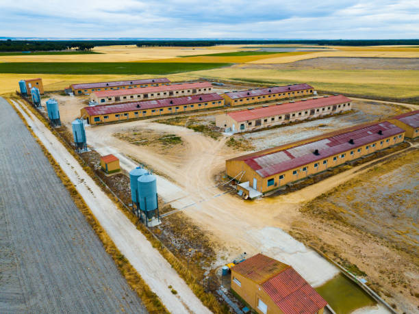 Animal husbandry, a large farm for growing pigs. Evening shooting. Aerial view.