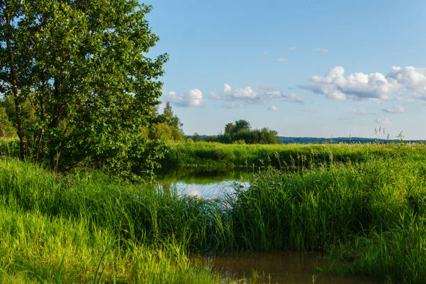 istock a small lake among the grass in the river delta 1170842716