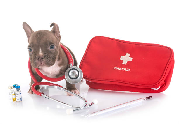 istock puppy american bully 1170842778