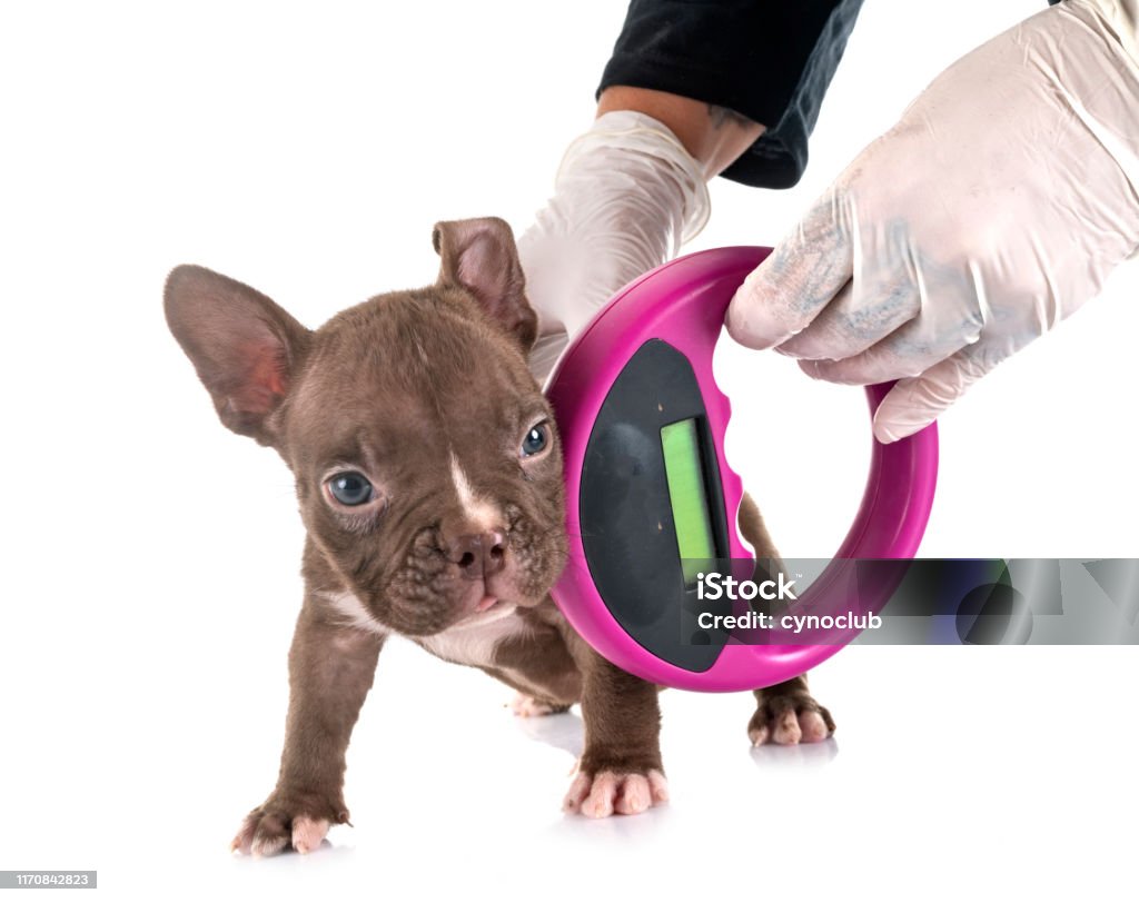 puppy american bully and microchip puppy american bully and microchip,  in front of white background Computer Chip Stock Photo