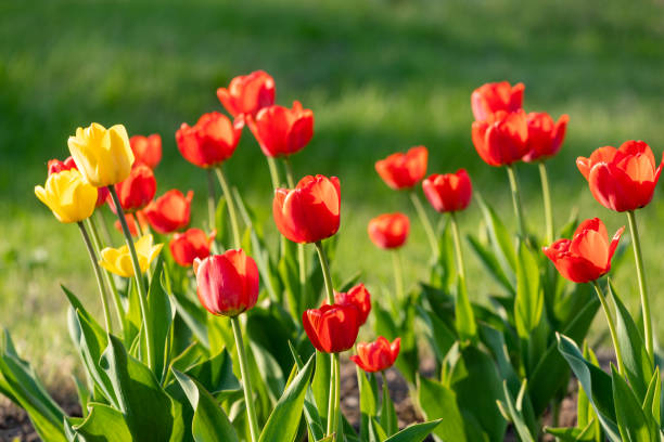 istock Red and yellow tulips on a green background 1170845176