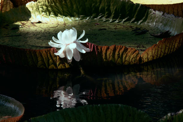 istock Giant water lily in botanical garden 1170845207