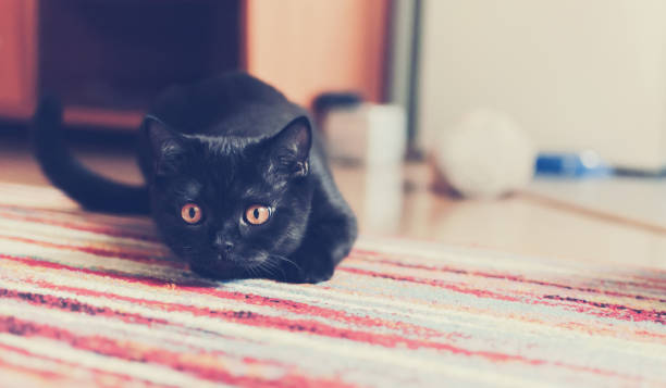 istock Portrait of a black british kitten playing at home 1170846004