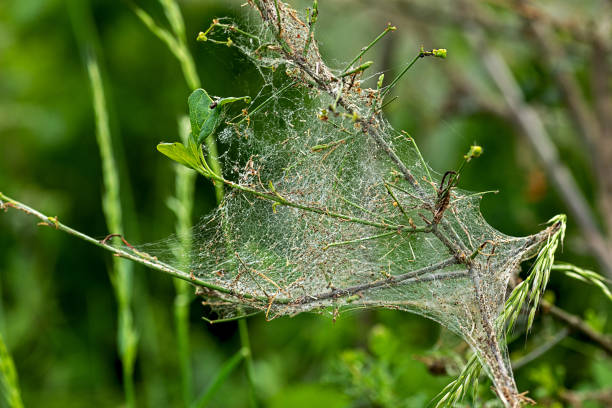 arbusto atacado por la polilla web de la polilla de la polilla de la cereza armiño - insect moth nature ermine moth fotografías e imágenes de stock