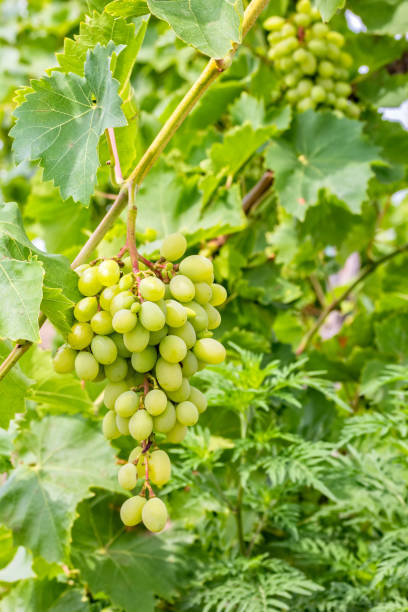 istock Grapevine with leaves and a bunch of white grapes 1170853587