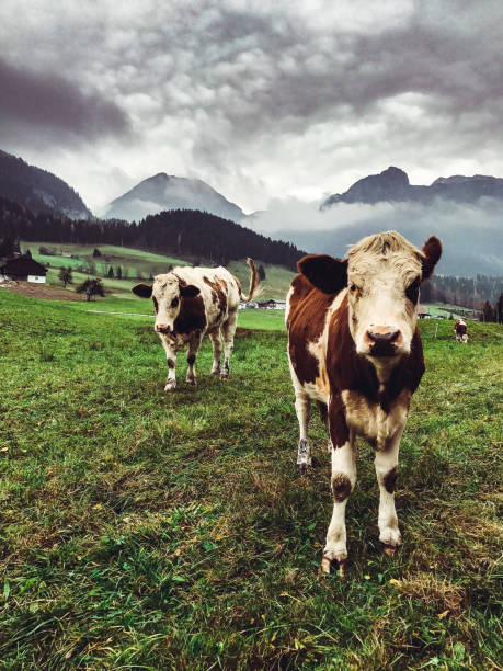istock cow pasture in the alps 1170854245