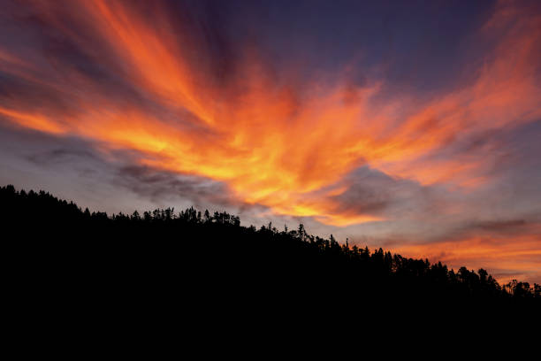 Pinewood forest in sunset, Tylldalen, Norway