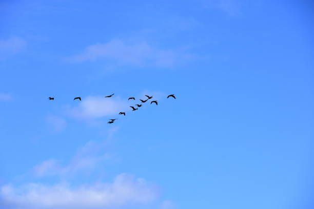 istock Flock of birds flying in V-formation 1170855725