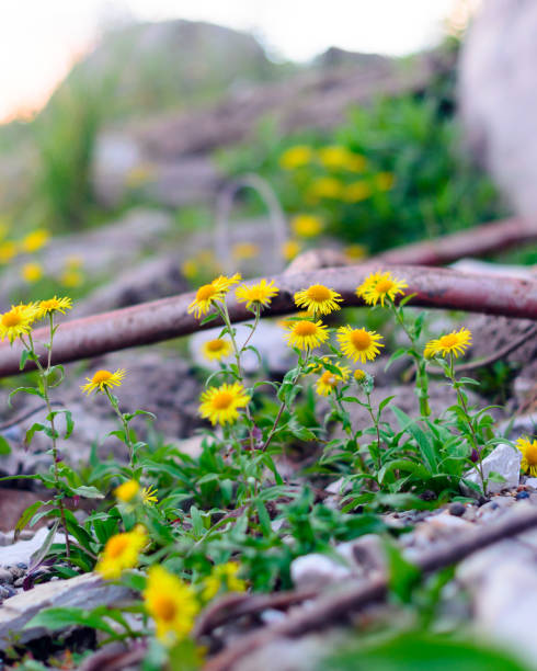 yellow flowers like daisies doronikum grow on the stone shore among the debris of old iron and debris in the north of yakutia. - blooming old painterly effect rural scene imagens e fotografias de stock