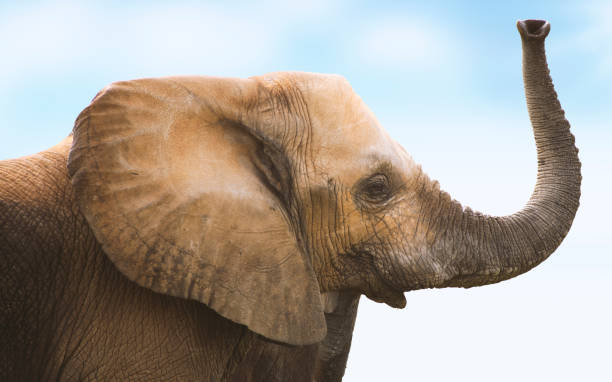 코끼리 호스 - animal close up elephant animal eye 뉴스 사진 이미지