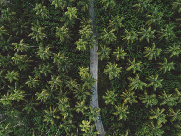 istock Aerial View Of Road Amidst Palm Trees 1170859202