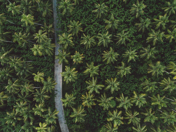 istock Aerial View Of Road Amidst Palm Trees 1170859656