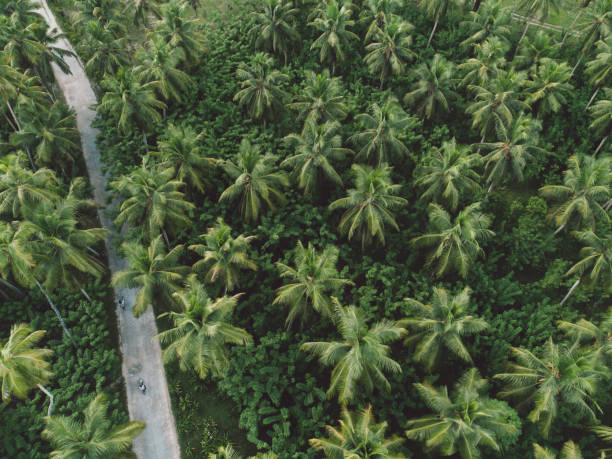 istock Aerial View Of Road Amidst Palm Trees 1170860604
