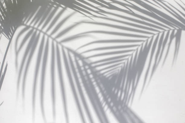 istock Tropical palm leaves shadows on white wall textured background. 1170861199