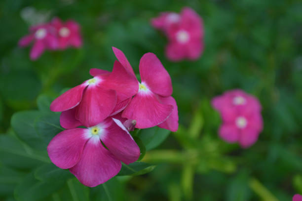 istock Dark pink Catharanthus flower 1170863370